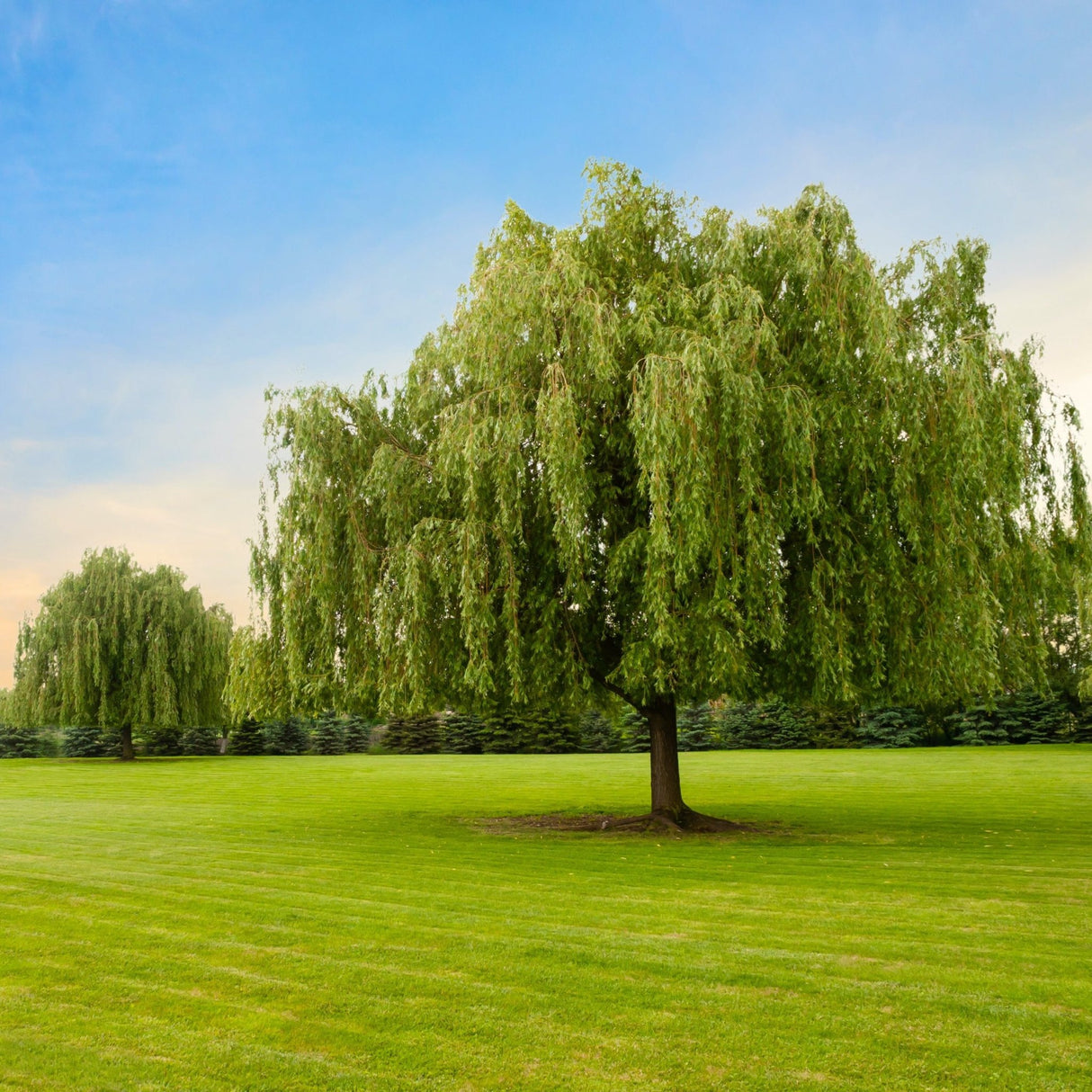 Weeping Willow - NationwidePlants.com  