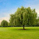 Weeping Willow tree standing alone in a wide grassy field under a blue sky.