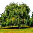 Weeping Willow - NationwidePlants.com  