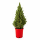 Dwarf Alberta Spruce in Red Holiday Pot