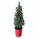 Dwarf Alberta Spruce in Red Holiday Pot
