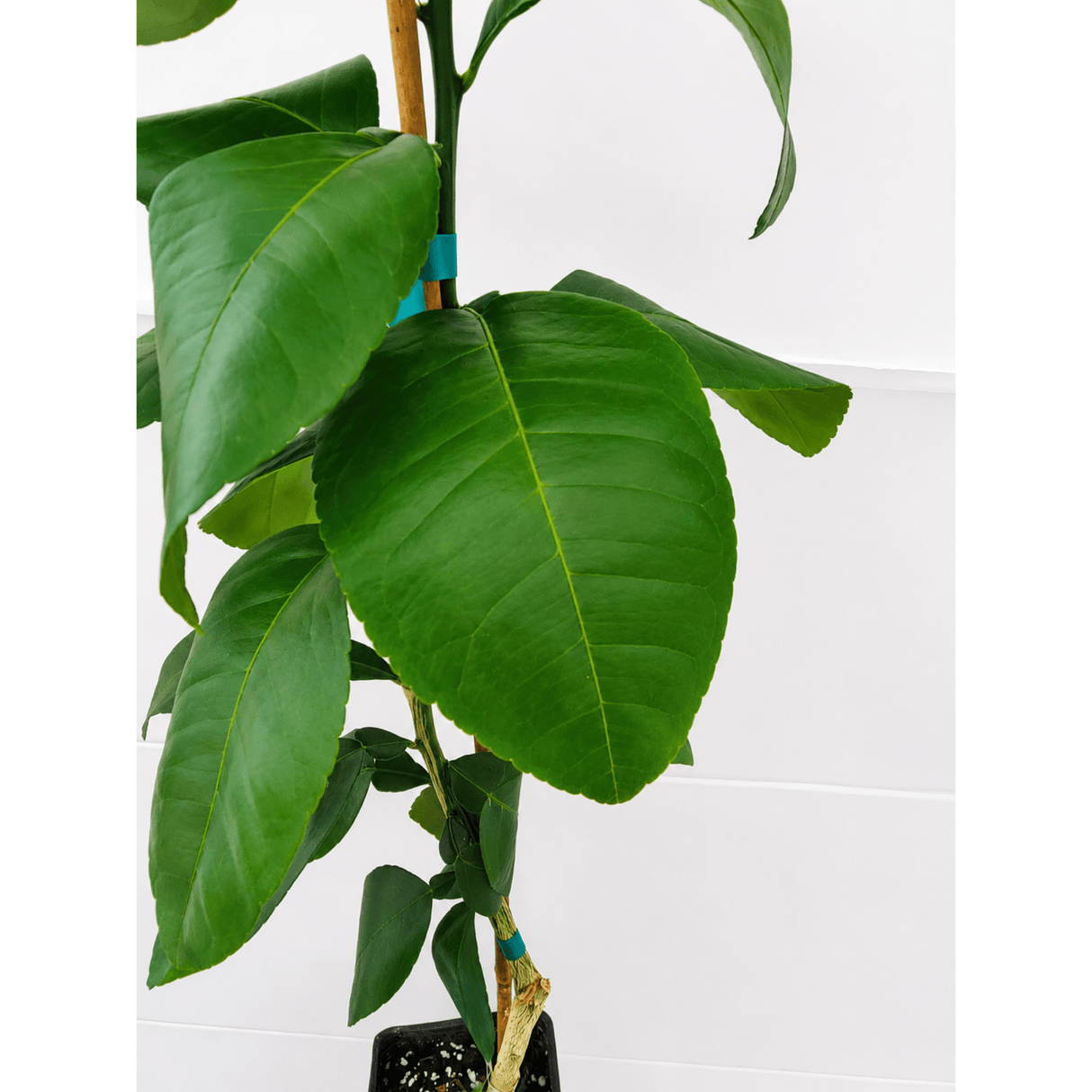Ray Ruby Grapefruit Tree