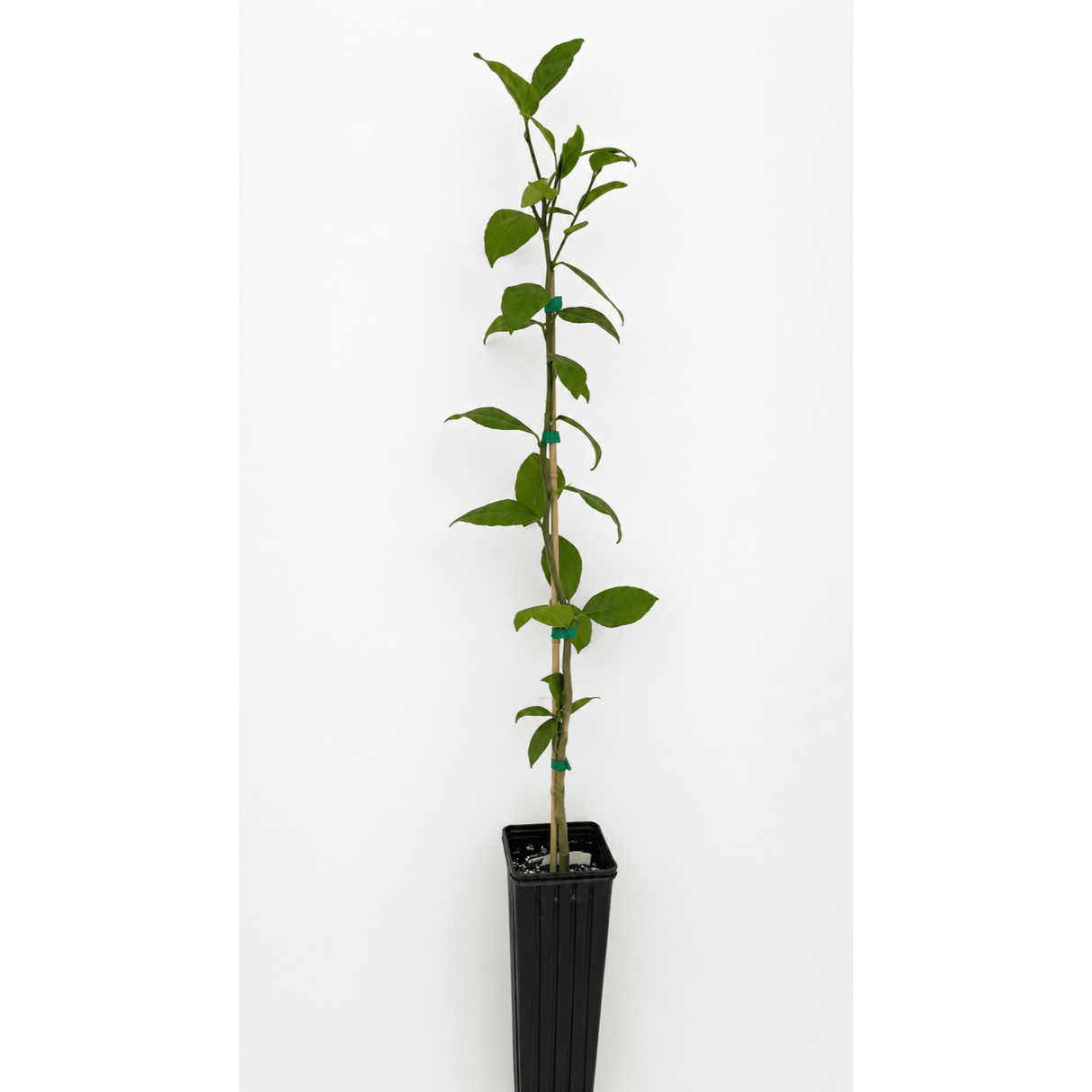Improved Meyer Lemon Tree