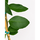 Persian 'Bearss' Lime Tree