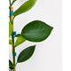 Valencia Orange Tree