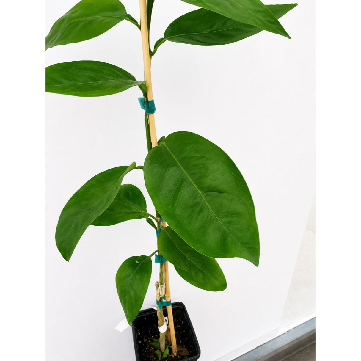 Westin Orange Tree