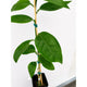 Westin Orange Tree