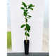 Harvey Lemon Tree