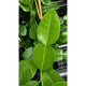 Kaffir Lime Tree