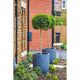 Green Mountain Topiary Boxwood