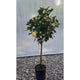 Hibiscus Tree