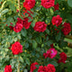 Winner's circle climbing rose on a ladder trellis along a fence line.