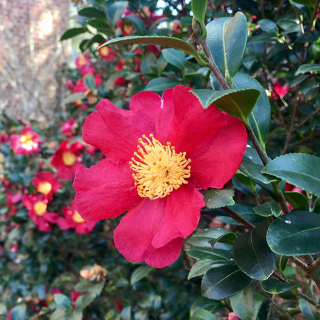 The vibrant bloom of a yuletide camilla as the focus with many blurred blooms and foliage of the larger plant as the background.