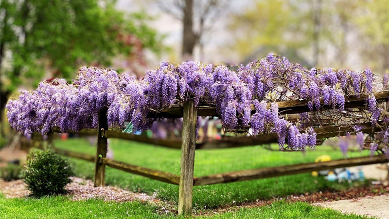 wisteria-home-web