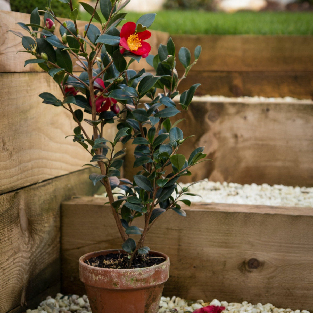 Young potted yuletide camellia plant decorating the steps of a backyard walkway.