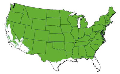 Growing Zones for the American Pillar Thuja