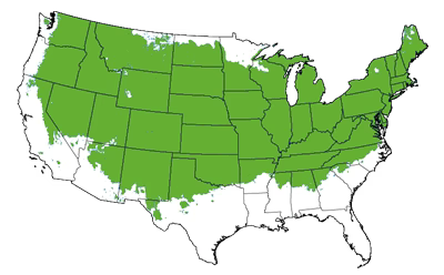 Growing Zones for the Marge Elderberry Bush