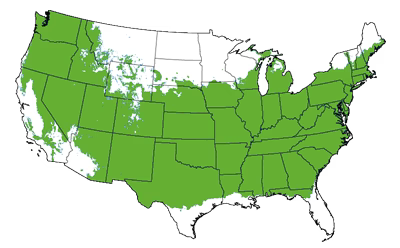 Growing Zones for the Thuja Virginian™ (Baby Giant)