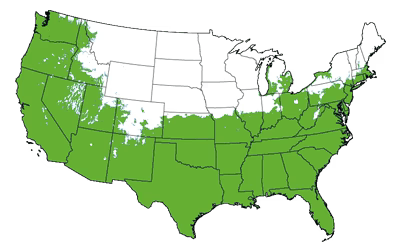 Growing Zones for the Leyland Cypress Tree