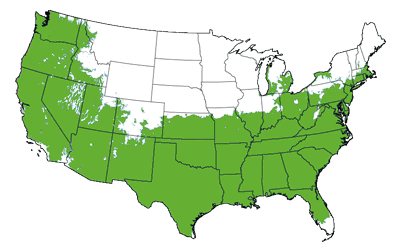 Growing Zones for the Junior Giant Thuja Tree