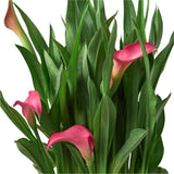 close up of the foliage of a calla lily houseplant